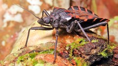 Panstrongylus megistus