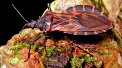 Panstrongylus megistus