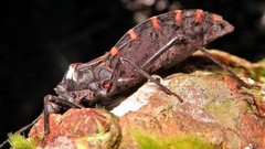 Panstrongylus megistus