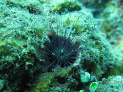 Echinostrephus