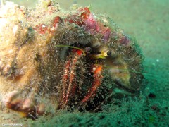 Dardanus sanguinolentus