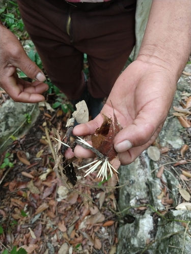 Mexican Hairy Dwarf Porcupine, Cd Valles, S.L.P., México, photo 9 of 10