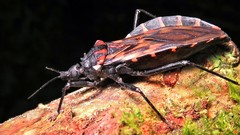 Panstrongylus megistus