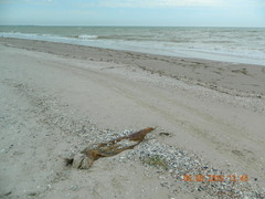 Phocoena phocoena relicta