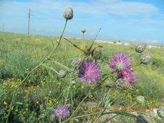 Centaurea scabiosa adpressa