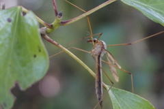 Tipula fulvipennis