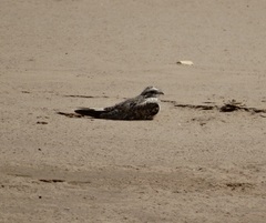 Chordeiles rupestris