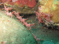 Rhynchocinetes durbanensis