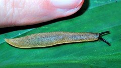 Vaginulus taunaisii