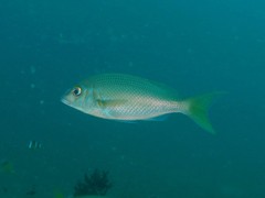 Scolopsis affinis