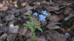 Memoremea scorpioides