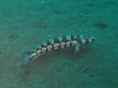 Parapercis tetracantha