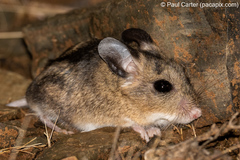 Malacothrix typica