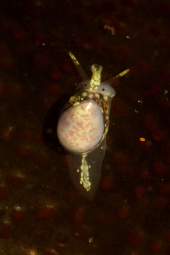 Granulina margaritula