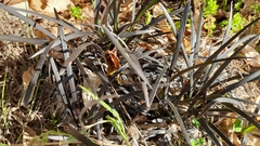Ophiopogon planiscapus