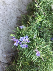 Salvia rosmarinus