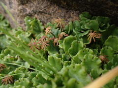 Marchantia polymorpha montivagans
