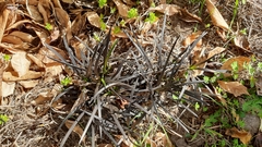 Ophiopogon planiscapus
