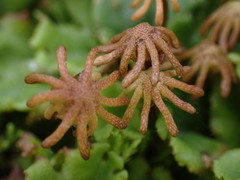 Marchantia polymorpha montivagans