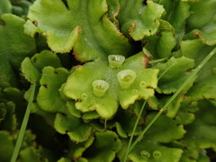 Marchantia polymorpha montivagans