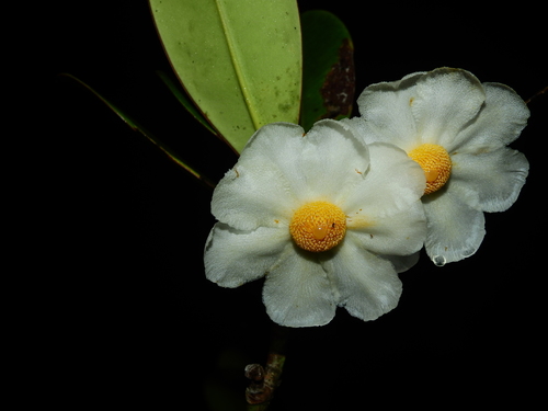 Clusia cuneata