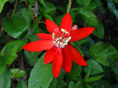 Passiflora miniata