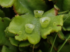 Marchantia polymorpha montivagans