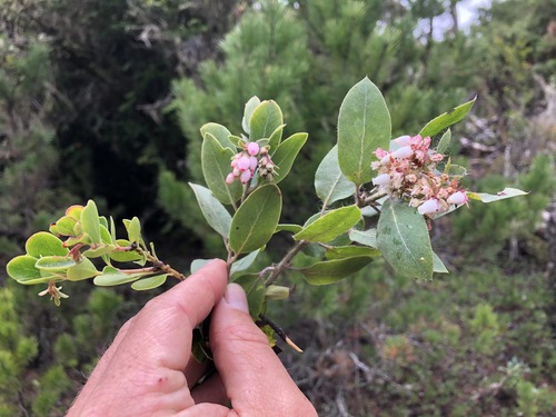 Odd, Tiny Manzanita
