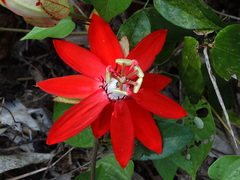 Passiflora miniata