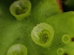 Marchantia polymorpha montivagans