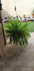Nephrolepis exaltata
