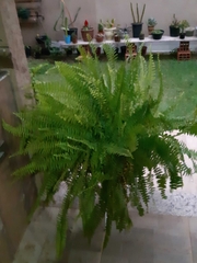 Nephrolepis exaltata