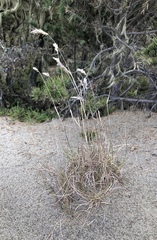 Poa macrantha