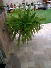 Nephrolepis exaltata