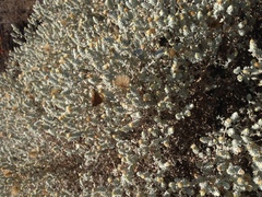 Brickellia nevinii