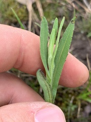 Helenium flexuosum