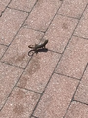 Leiocephalus carinatus
