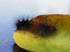 Lepidoptera