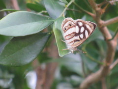 Dynamine meridionalis