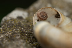 Xerotricha conspurcata