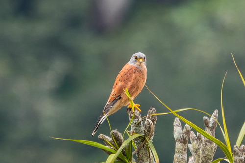 Falco rupicolus