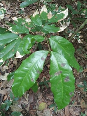 Prioria copaifera