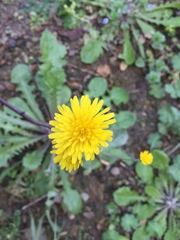 Angiospermae