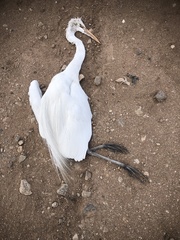 Ardea alba