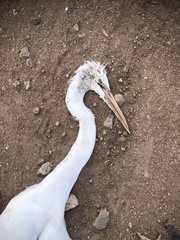Ardea alba