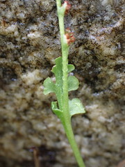 Botrychium ascendens