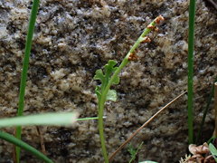 Botrychium ascendens