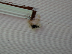 Panyptila cayennensis