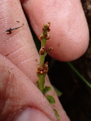 Botrychium ascendens