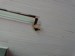 Panyptila cayennensis